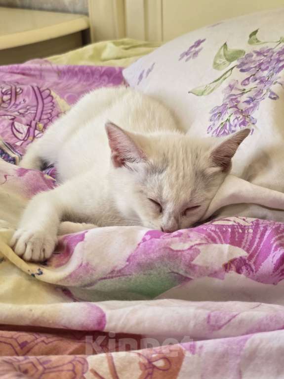 Кошки в Сочи: Котенок в добрые руки Девочка, Бесплатно - фото 3