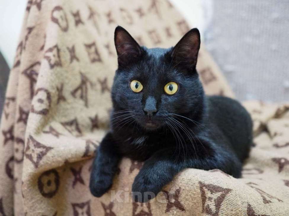 Кошки в Люберцах: У Криса нет одной лапы, кот в добрые руки Мальчик, Бесплатно - фото 5