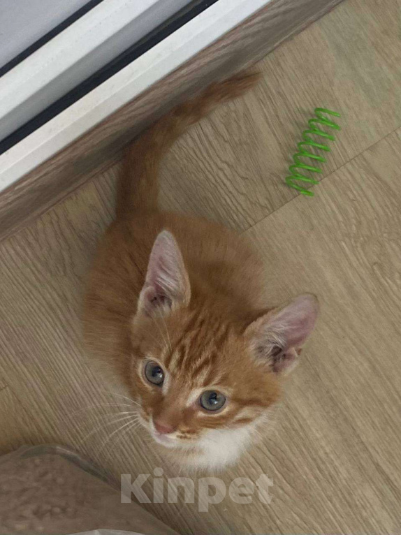 Кошки в Москве: Мне нужен дом Мальчик, Бесплатно - фото 2