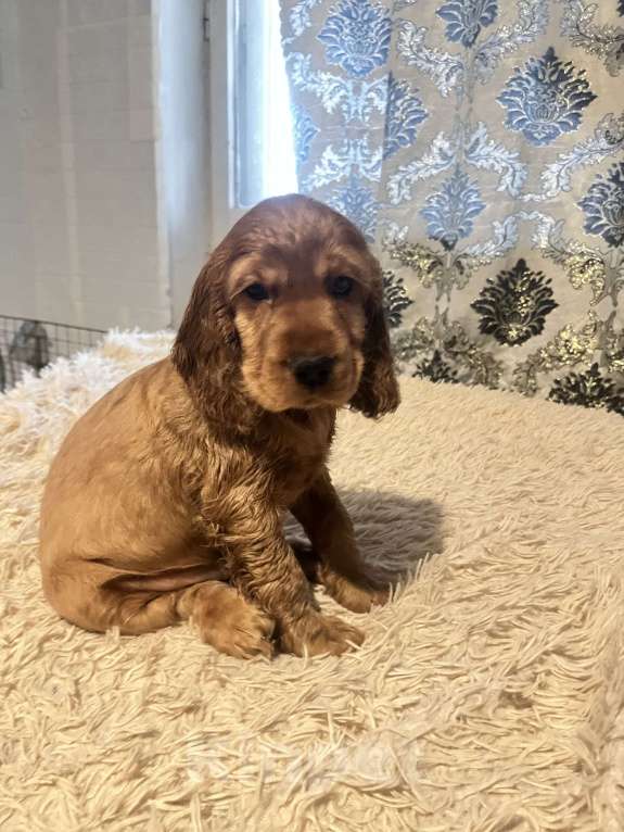 Собаки в Одинцово: Кокеры Мальчик, Бесплатно - фото 4