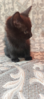 Отдам котёнка а добрые руки