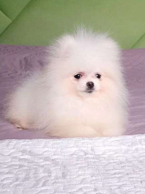 Собаки в Ростове-на-Дону: Мини медвежата Мальчик, 30 000 руб. - фото 2