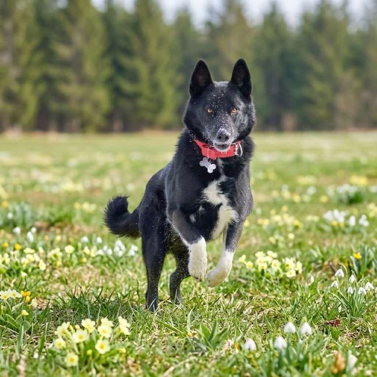 Собаки в Москве: СОБАКА СЕВА ЖДЕТ СЕМЬЮ 5 ЛЕТ Мальчик, Бесплатно - фото 4