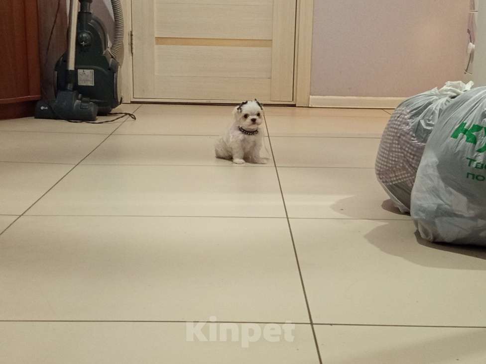 Собаки в Липецке: Мальтезе  Мальчик, 40 000 руб. - фото 4