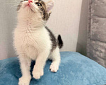 Кошки в Москве: Котёнок 2 месяца в добрые руки Мальчик, Бесплатно - фото 3