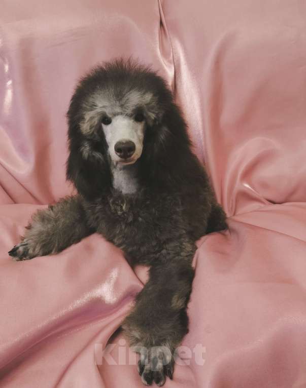 Собаки в Москве: Серебристые щенки пуделя Мальчик, 60 000 руб. - фото 1