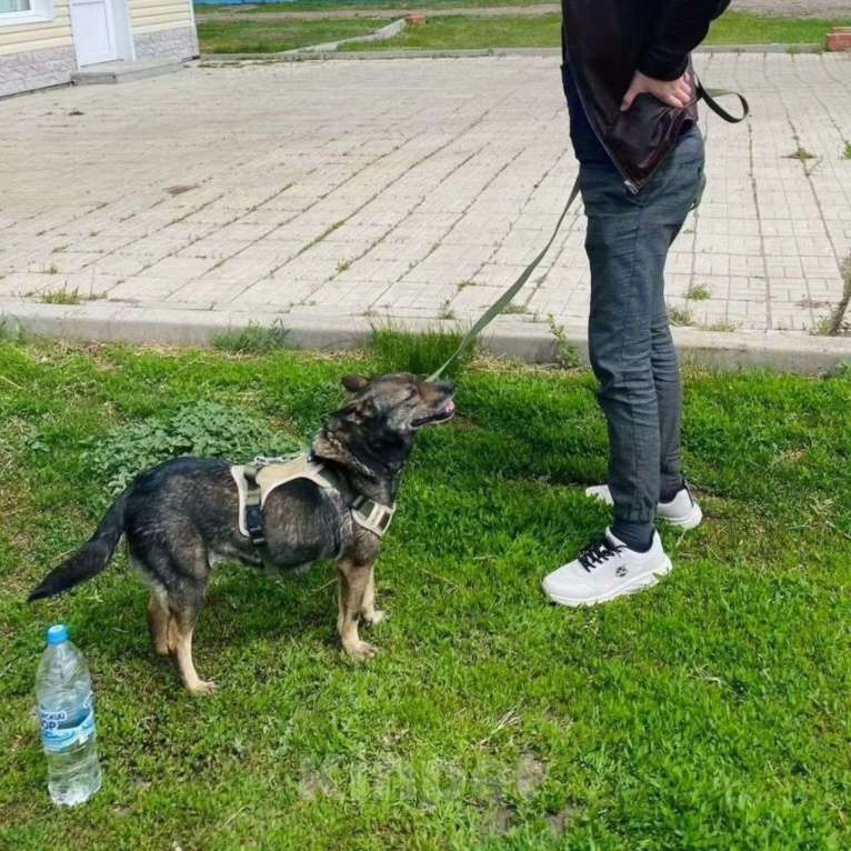 Собаки в Москве: Нельма, миниатюрная собачка с грустной судьбой Девочка, Бесплатно - фото 5