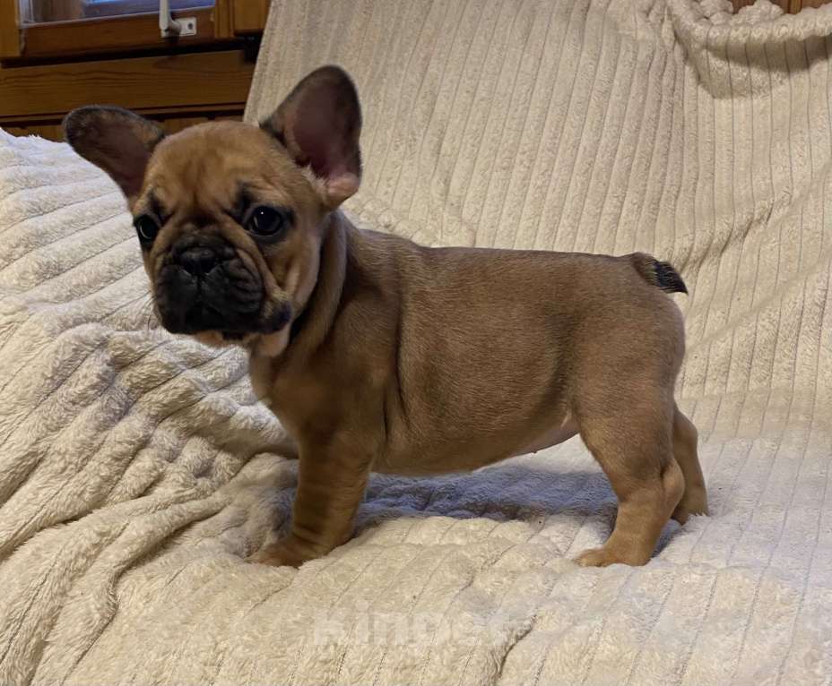 Собаки в Санкт-Петербурге: Супер девочка французского бульдога  Девочка, 40 000 руб. - фото 4