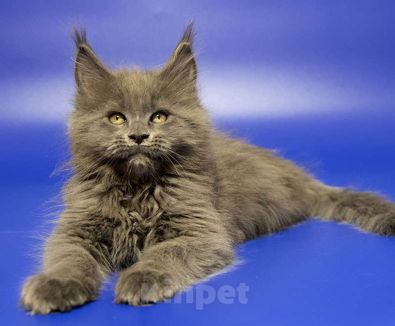 Кошки в Москве: Мейн кун котенок Мальчик, Бесплатно - фото 5