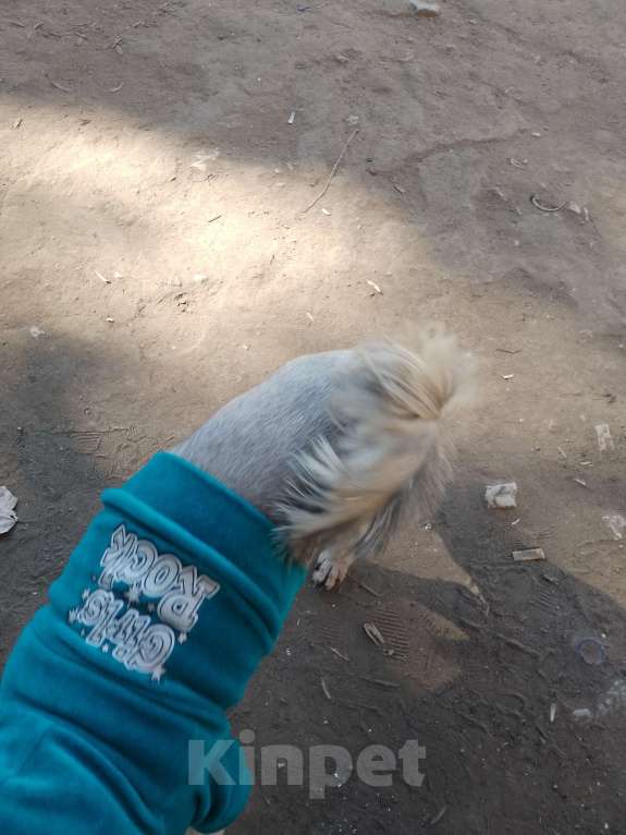 Собаки в Тольятти: Отдам бесплатно Мальчик, Бесплатно - фото 2