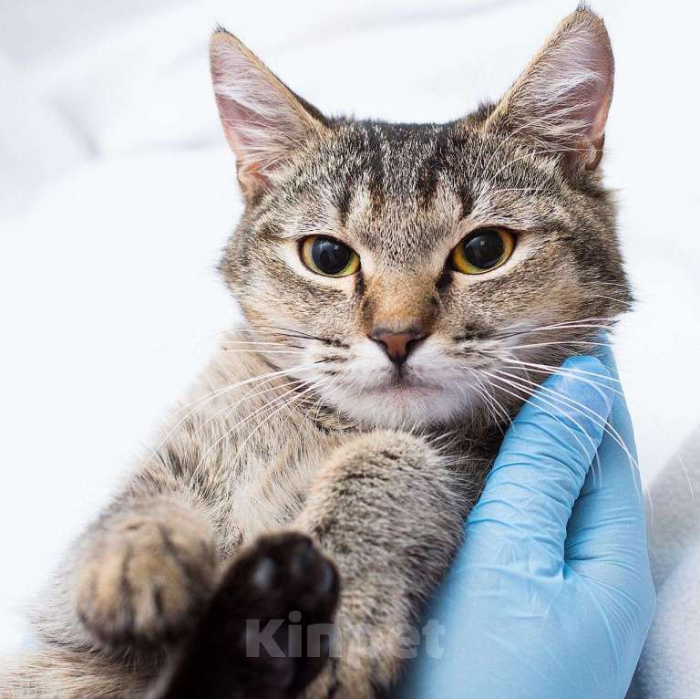 Кошки в Москве: Масю никто не замечает Девочка, Бесплатно - фото 3