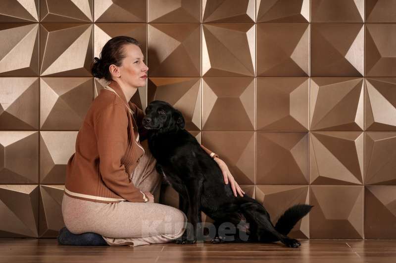 Собаки в Москве: Небольшая спокойная собачка Амели в добрые руки Девочка, Бесплатно - фото 4