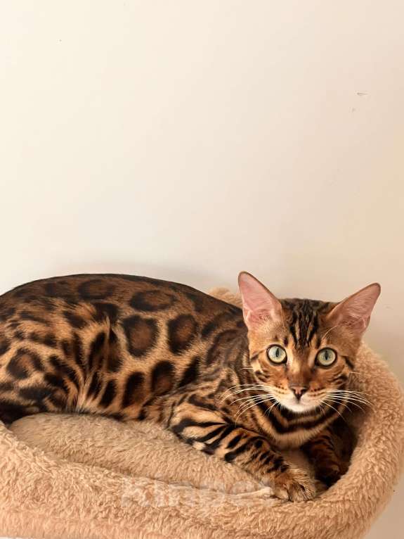 Кошки в Наро-Фоминске: Бенгальский кот . Вязка  Мальчик, 10 000 руб. - фото 1