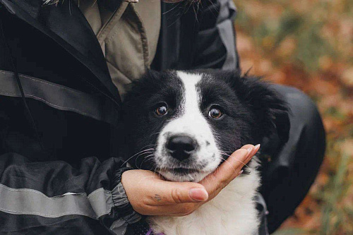 Бомсу - мальчик, 2 месяца, ищет дом 