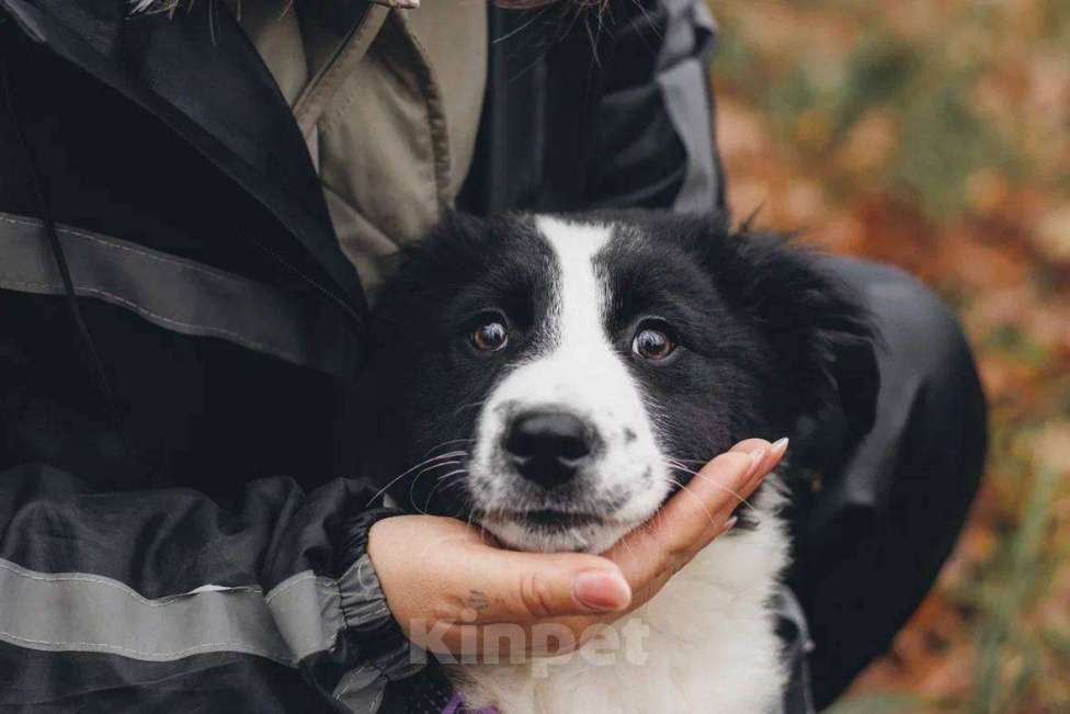 Собаки в Москве: Бомсу - мальчик, 2 месяца, ищет дом  Мальчик, Бесплатно - фото 1