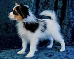 Собаки в Омске: Мальчишка папийон Мальчик, 50 000 руб. - фото 6