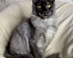 Кошки в Дмитрове: Черный дымчатый мальчик мейн кун Vitas Мальчик, 40 000 руб. - фото 3