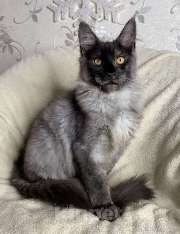 Кошки в Дмитрове: Черный дымчатый мальчик мейн кун Vitas Мальчик, 40 000 руб. - фото 3