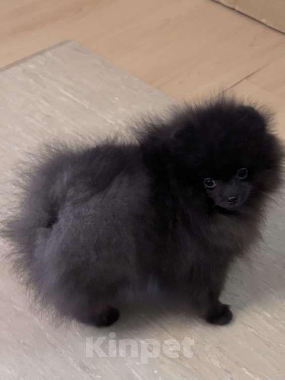 Собаки в Петергофе: Черный уголек Мальчик, 40 000 руб. - фото 4