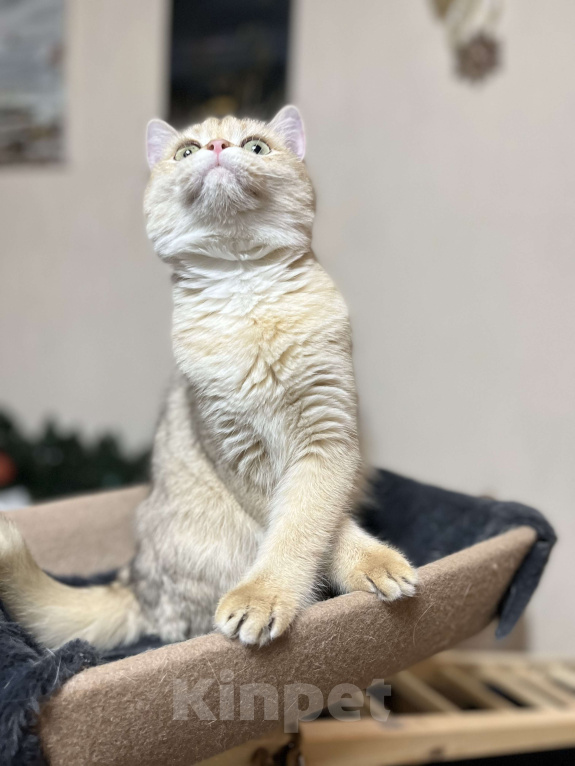 Кошки в Москве: Шотландский котенок  Девочка, 45 000 руб. - фото 2