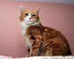 Кошки в Москве: Роскошная Леди Голда. Молодая кошка в добрые руки. Девочка, Бесплатно - фото 5