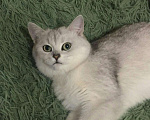 Кошки в Кстово: Британский кот на вязку, 1 000 руб. - фото 2