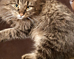 Кошки в Тамбове: Кот в добрые руки, Бесплатно - фото 1