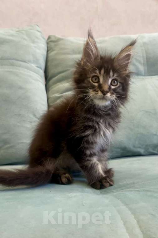 Кошки в Иркутске: Котенок мейн-кун Мальчик, 45 000 руб. - фото 2