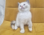 Кошки в Москве: Рэгдолл  ласковая девочка  Девочка, 35 000 руб. - фото 5