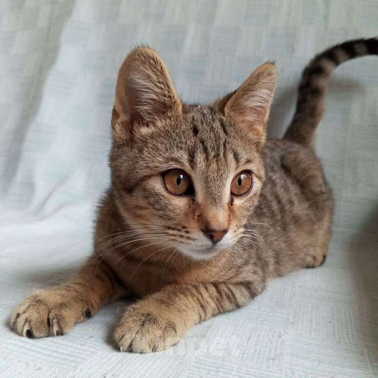 Кошки в Санкт-Петербурге: Котëнок Леоша в добрые руки Мальчик, Бесплатно - фото 1