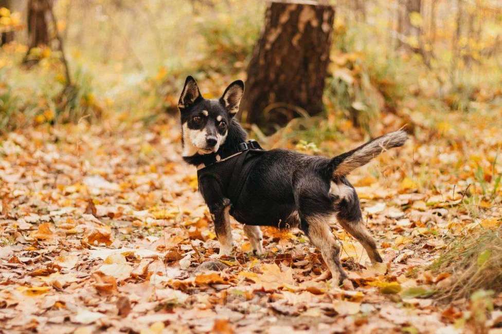 Собаки в Москве: Ричард ищет дом Мальчик, Бесплатно - фото 5