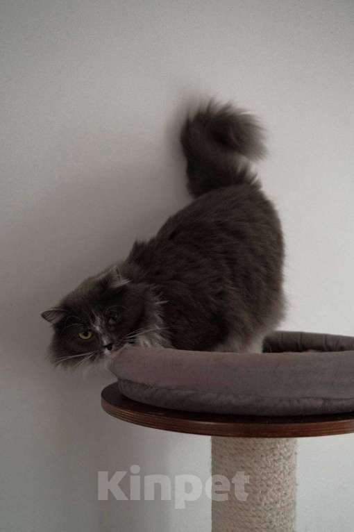 Кошки в Москве: Воздушная нежная кошечка Зефирка Девочка, Бесплатно - фото 8