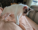 Кошки в Москве: Котенок девочка Девочка, Бесплатно - фото 3