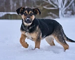 Собаки в Лобне: щенок метис овчарки бесплатно Мальчик, Бесплатно - фото 1