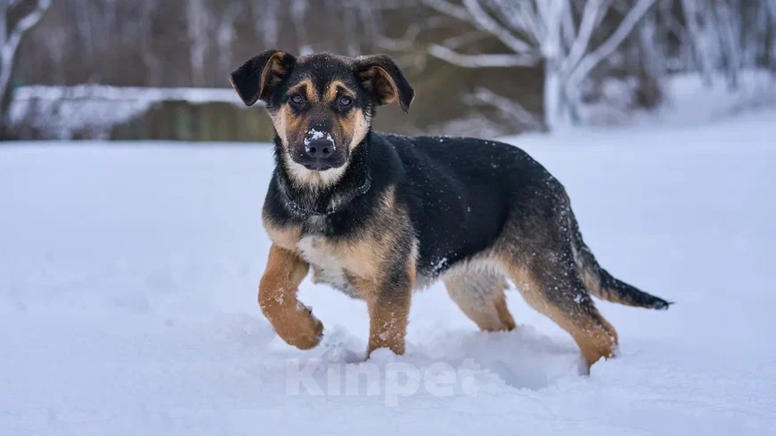 Собаки в Лобне: щенок метис овчарки бесплатно Мальчик, Бесплатно - фото 1