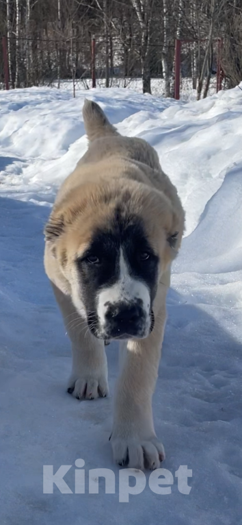 Собаки в Москве: Мальчик продается Мальчик, Бесплатно - фото 1