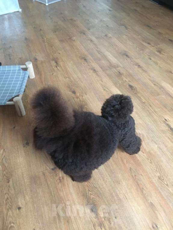 Собаки в Воронеже: Вязка с  коричневым миниатюрным (29см) пуделем Мальчик, 20 000 руб. - фото 2