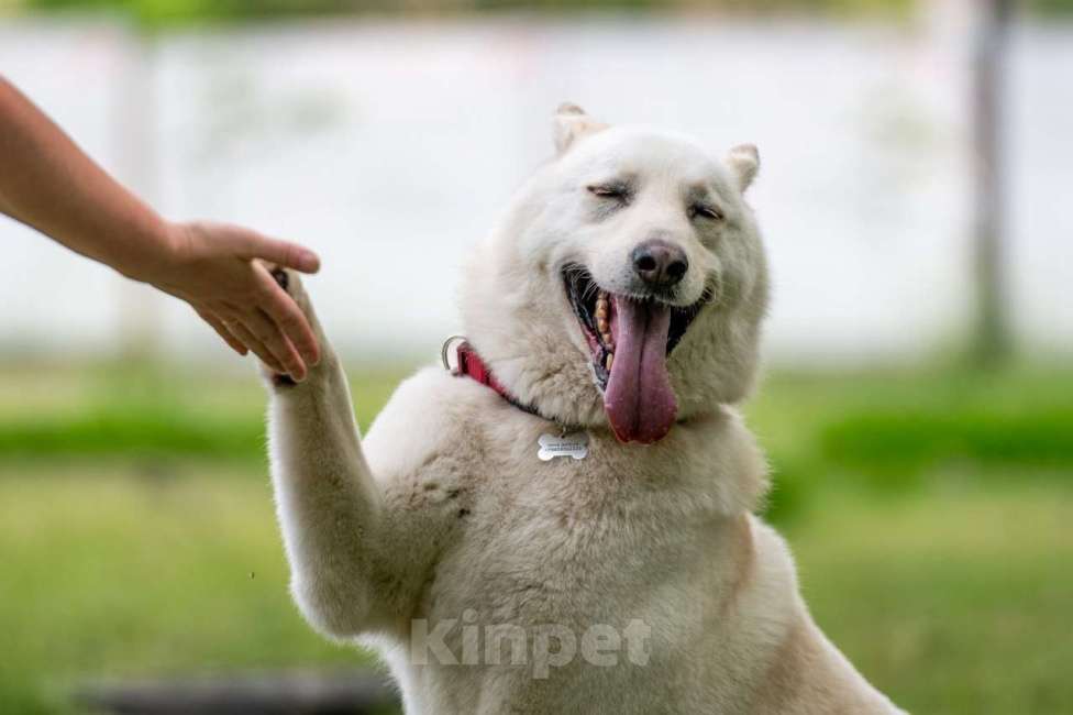Собаки в Балашихе: Самый лучший компаньон. Белка.  Девочка, Бесплатно - фото 7