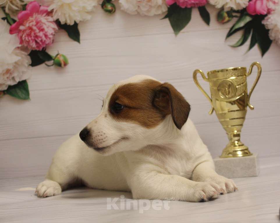 Собаки в Москве: Щенки джек рассел терьера Девочка, 15 000 руб. - фото 4