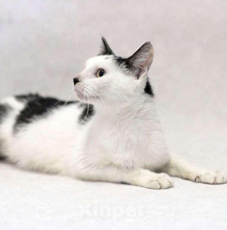 Кошки в Москве: Кошечка Алиса ищет дом! Девочка, Бесплатно - фото 3