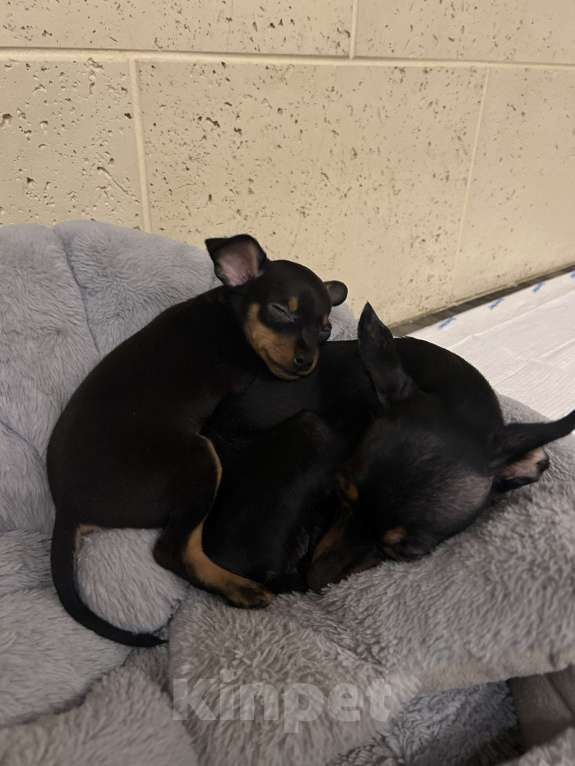 Собаки в Подольске: Пражский крысарик мальчик Мальчик, 69 000 руб. - фото 3