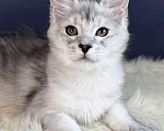 Кошки в Москве: Котенок мейн-кун Мальчик, Бесплатно - фото 3