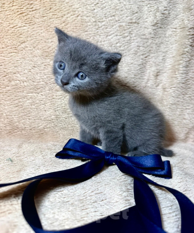 Кошки в Волгограде: Британский короткошёрстный котёнок Мальчик, 5 000 руб. - фото 2