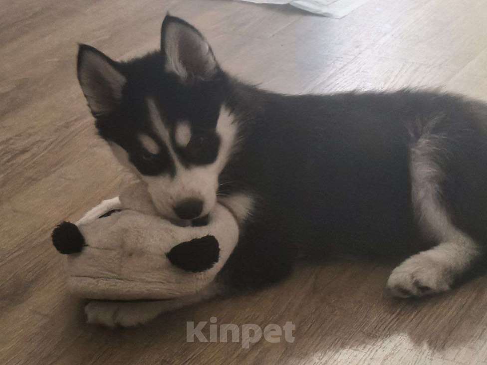 Собаки в Красноярске: Сибирский хаски, щенок Мальчик, 17 000 руб. - фото 4