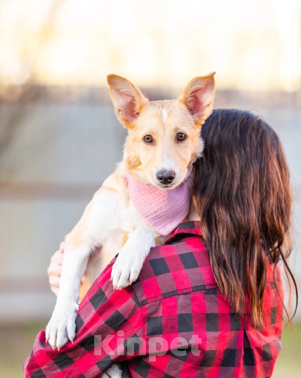Собаки в Химках: Белла ждёт мампап 😍🍀🎀 Девочка, Бесплатно - фото 5