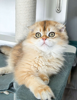 Хайленд фолд