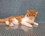 Кошки в Новосибирске: Продажа экзотической короткошерстной кошечки  Девочка, Бесплатно - фото 4