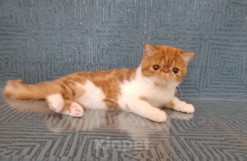 Кошки в Новосибирске: Продажа экзотической короткошерстной кошечки  Девочка, Бесплатно - фото 4