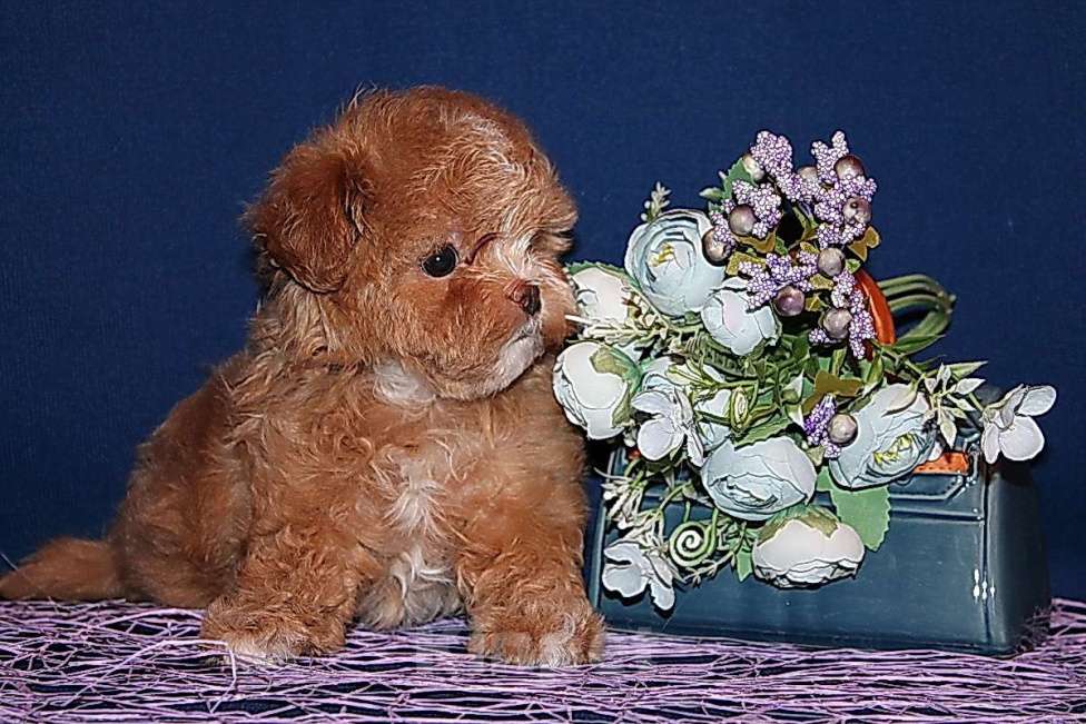 Собаки в Москве: Щенок Мальтипу - небольшая девочка. Девочка, 120 000 руб. - фото 2