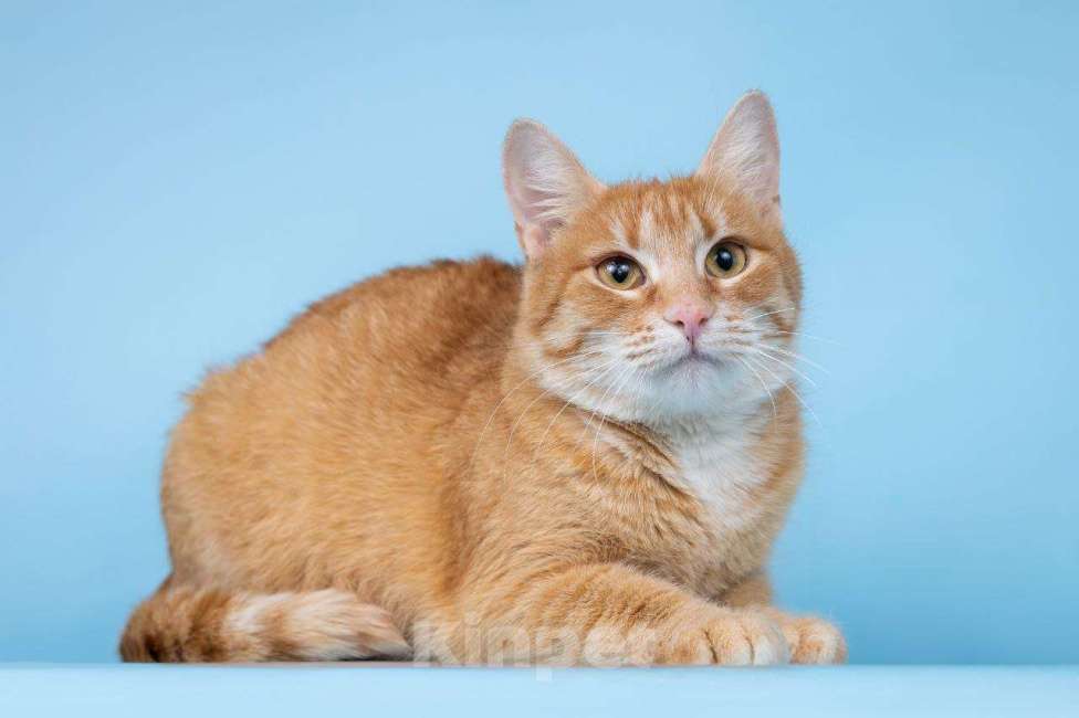 Кошки в Москве: Рыжая Морошка принесет солнышко в ваш дом Девочка, Бесплатно - фото 4